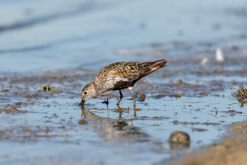 Dunlin (Calidris alpina)