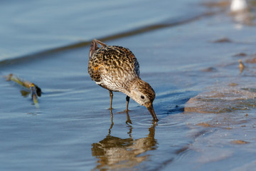 Dunlin (Calidris alpina)