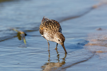 Dunlin (Calidris alpina)