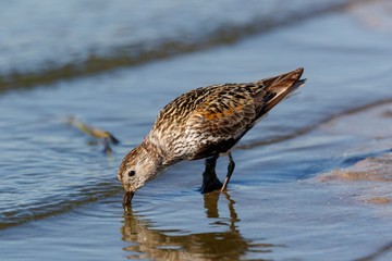 Dunlin (Calidris alpina)