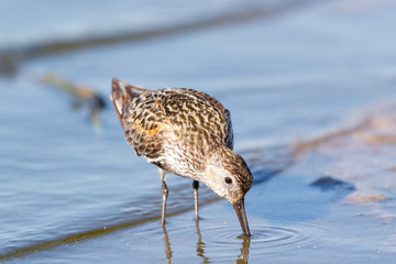 Dunlin (Calidris alpina)
