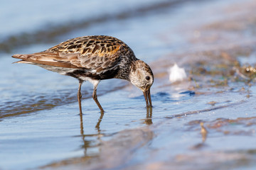 Dunlin (Calidris alpina)