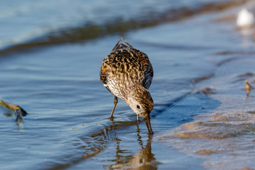 Dunlin (Calidris alpina)