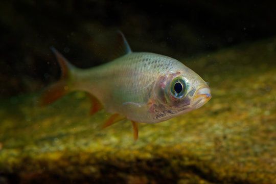 Golden Orfe - Leuciscus idus  freshwater fish of the family Cyprinidae found in larger rivers, ponds, and lakes across northern Europe