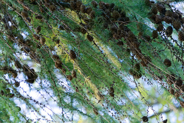 Hanging fir branches with pinecone