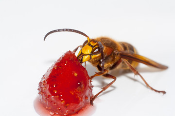 big hornet on white background