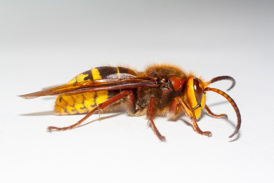 big hornet on white background