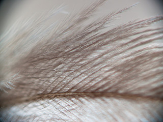soft feather closeup
