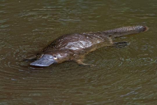 Platypus - Ornithorhynchus anatinus, duck-billed platypus, semiaquatic egg-laying mammal endemic to eastern Australia