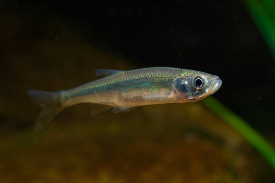 Belica - Leucaspius delineatus. Leucaspius delineatus, known as the sunbleak, belica or moderlieschen is a species of freshwater fish in the Cyprinidae family