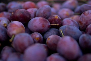 detail of damson plums