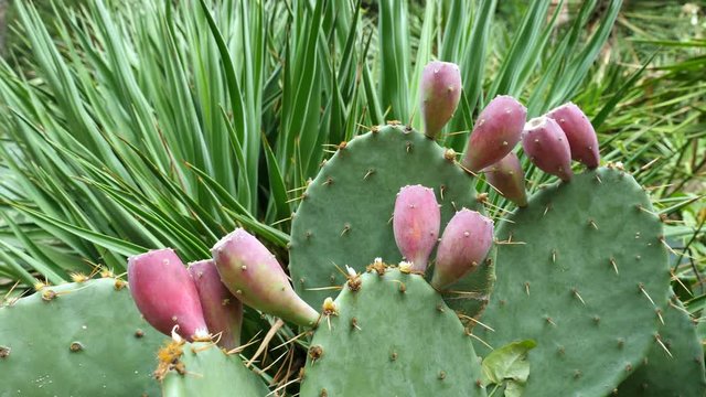Crop of the edible fruits of the prickly pear cactus (opuntia). This cactus is grown to produce carmine dye and as feed for livestock.