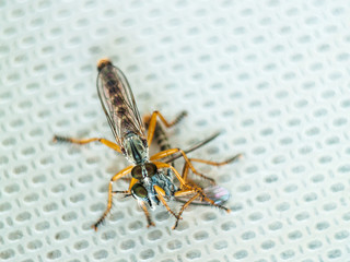 two flies eating each other