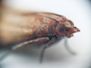fluffy moth closeup