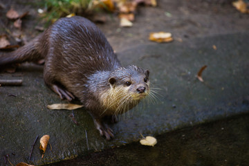 Portrait of eurasian otter (Lutra lutra)