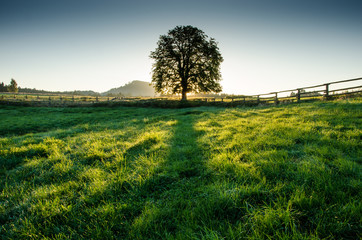 The lime-tree towering above the meadows near Vysoka Lipa in Czech republic
