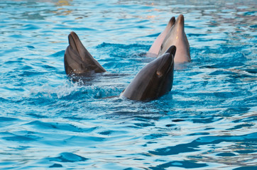 Naklejka premium dolphins in the dolphinarium