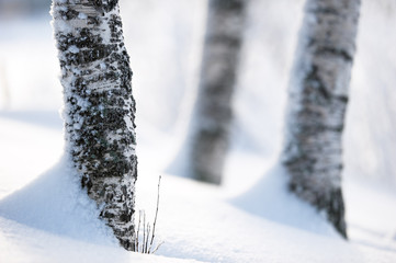 Birch tree trunks in snow. Focus on foreground. Shallow depth of field.