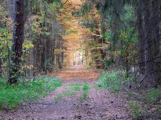 road in woods while spring to autumn transition with beautiful orange and red tones