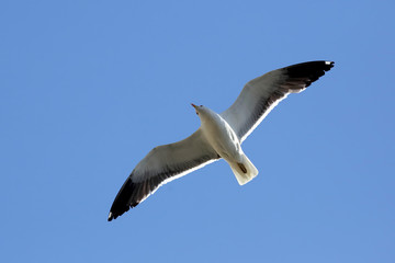 bird Seagull flying on blue background