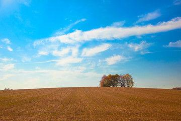 several multi-colored trees on the horizon away from the harvested fields.
