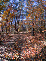 road in woods while spring to autumn transition with beautiful orange and red tones
