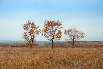 Bright and warm landscapes in the autumn. Hills, fields and trees