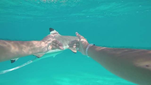 Man first view swimming and touching a blacktip shark in Moorea.