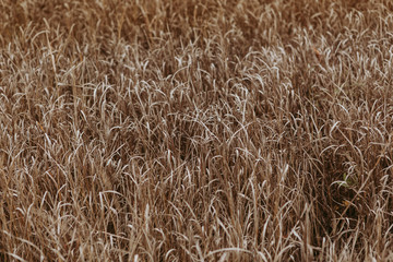 Texture of the ground, dry grass and leaves. Beautiful natural background