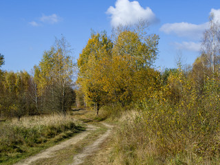 Fototapeta premium road in woods while spring to autumn transition with beautiful orange and red tones