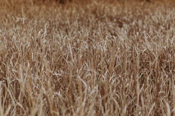 Texture of the ground, dry grass and leaves. Beautiful natural background