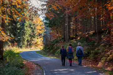 autumn colors / a park full of autumn colors, a mountain trip between beautiful colorful trees in the autumn sun
