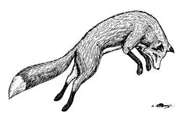 Soaring red fox. Wild forest animal jumping up. Food search concept. Vintage style. Engraved hand drawn sketch.