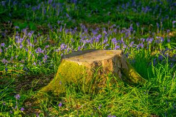 flower tree stump