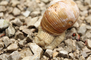 Steiniger Weg der Schnecke