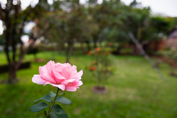 Detail of a pink rose with a green garden on background
