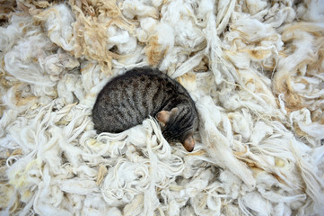 Cat lying on fleece
