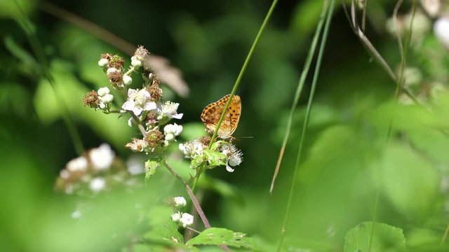 Orange Argynnis butterfly on flowers in Verdun forest. Lorraine, France.