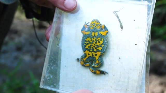 Big female yellow bellied toad in a CD case. Verdun France