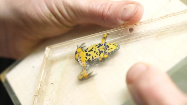 Yellow bellied toad in a CD case for science purpose. 