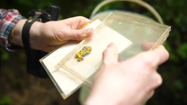 Yellow bellied toad in a CD case for science purpose. 