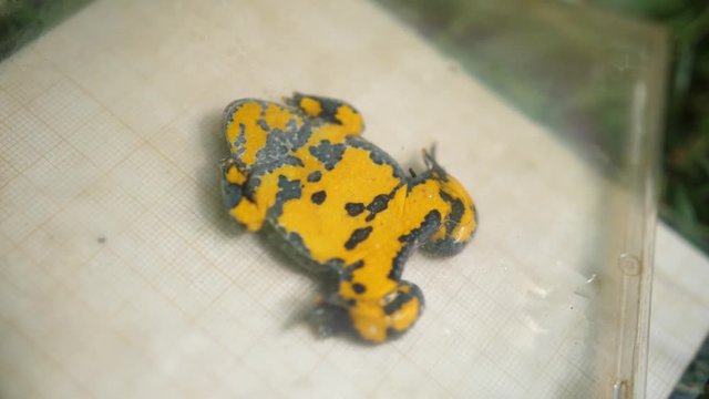 Close up of a yellow bellied toad in a CD case. Verdun forest, Lorraine, France.