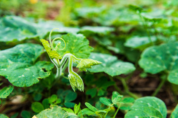 green detail of a pumpkin sprout with pumpkin leaves on background