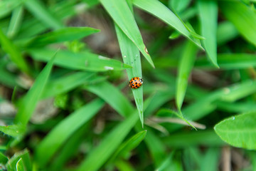 Ladybug detail in a leaf of grass