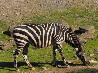 Fototapeta na wymiar Steppen-Zebra - Afrika