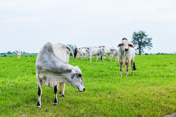 Cattle herd eating green grass with a closeup on the first of them