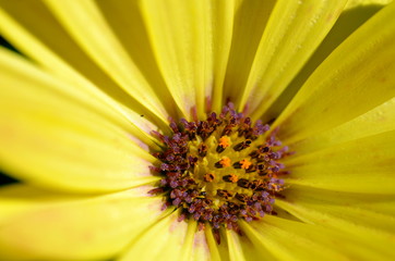 Blüte eines Kapkörbchens