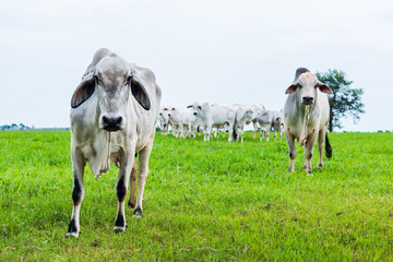 Cattle herd eating green grass with a closeup on the first of them