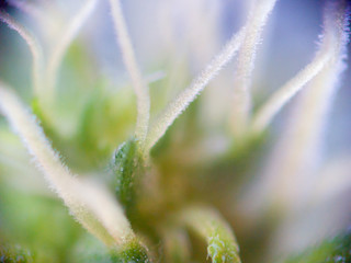 marijuana blossom cluster with trichomes