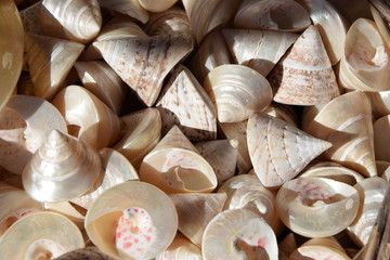 Meeresschnecken © Fotolyse